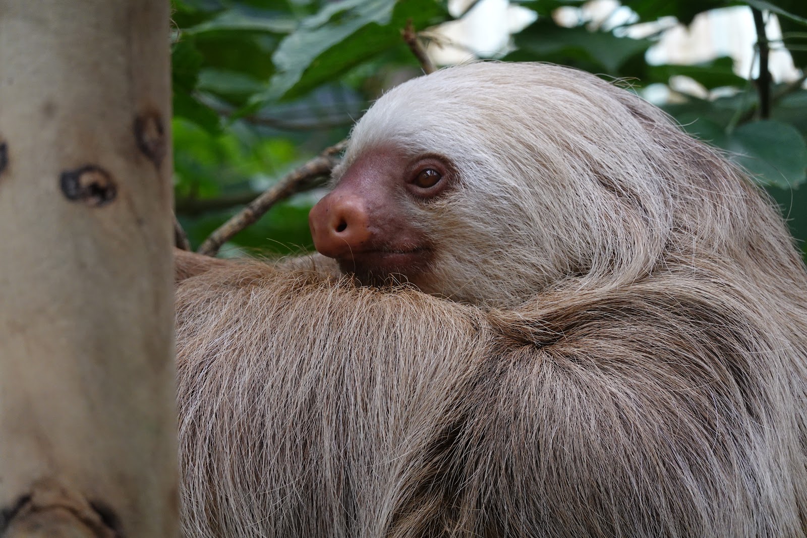 Sloth Sanctuary Monteverde