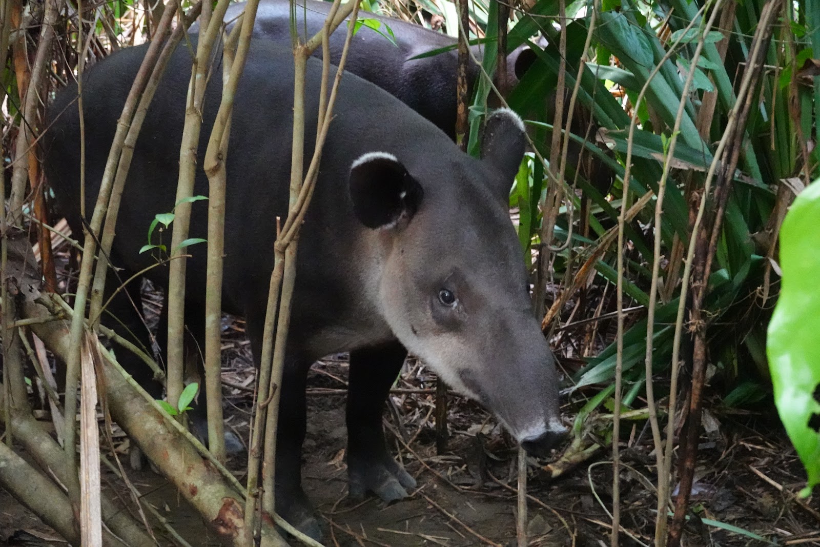 Tapir Corcovado
