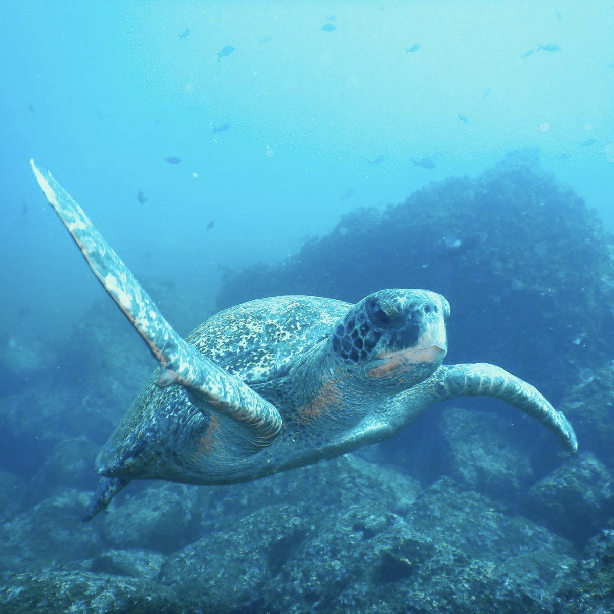 Galapagos turtle