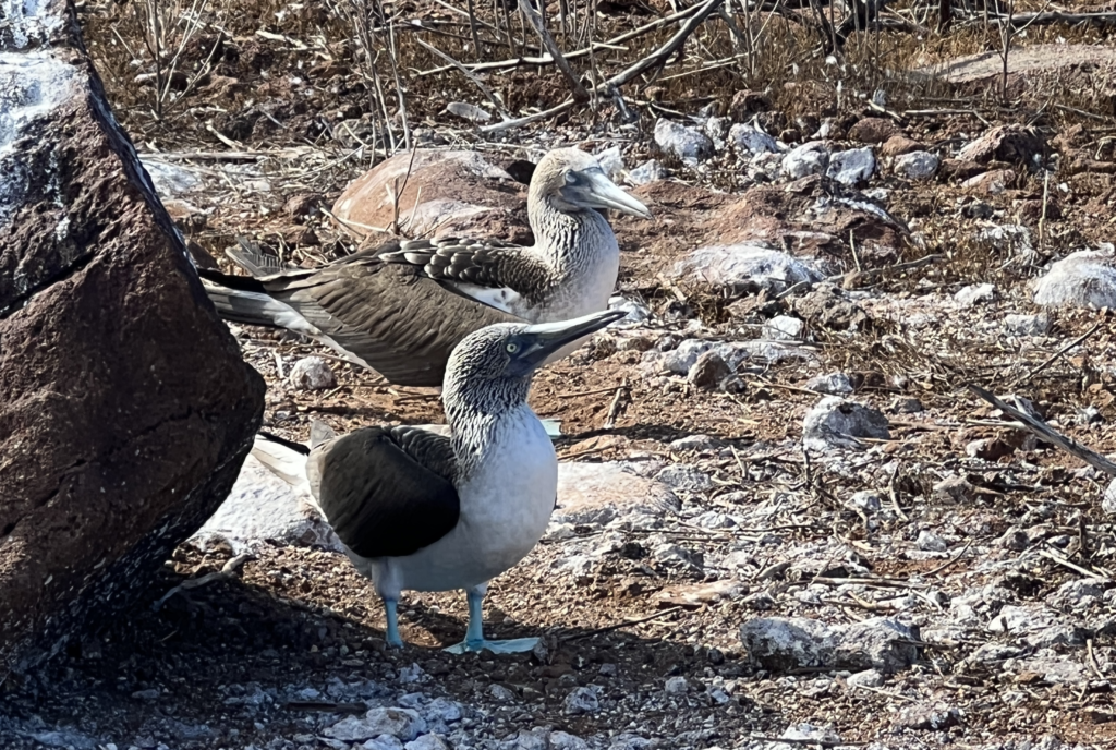 Blue-footed Boobies in North Seymour