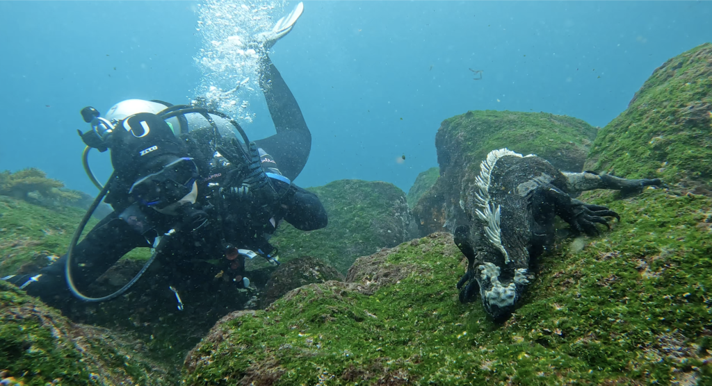 Marine Iguana with a diver