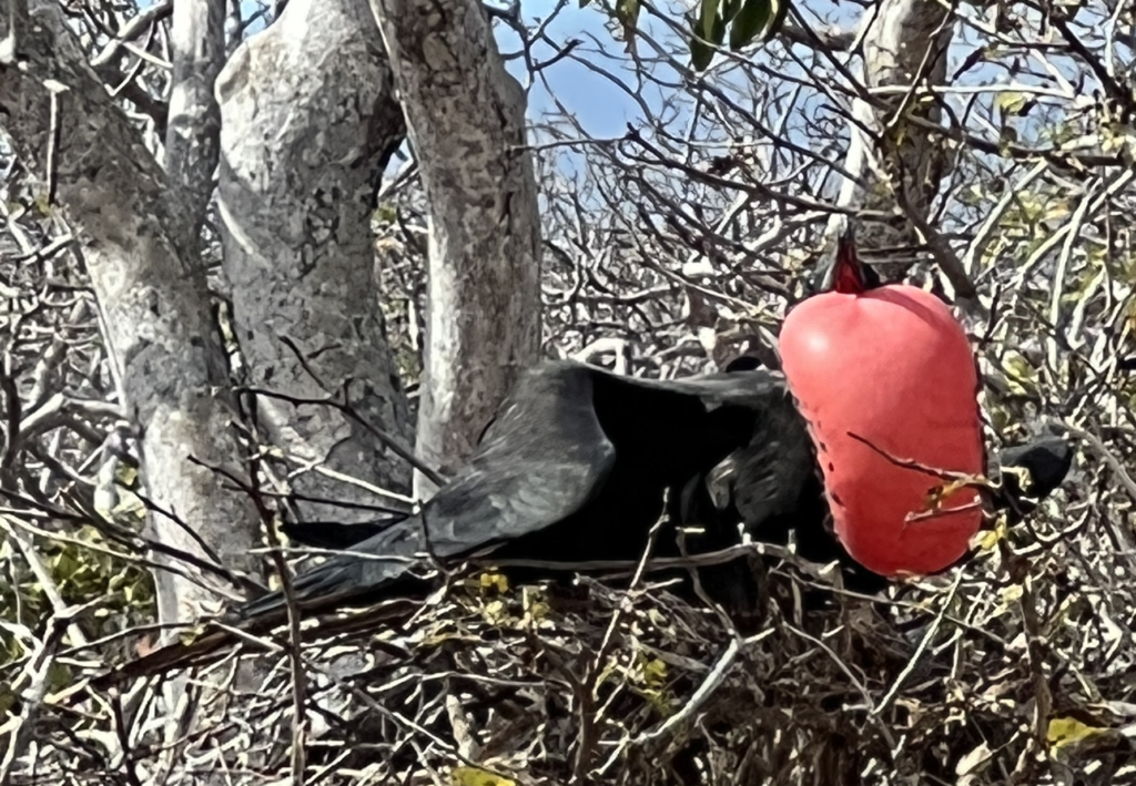 Frigate birds in Galapagos