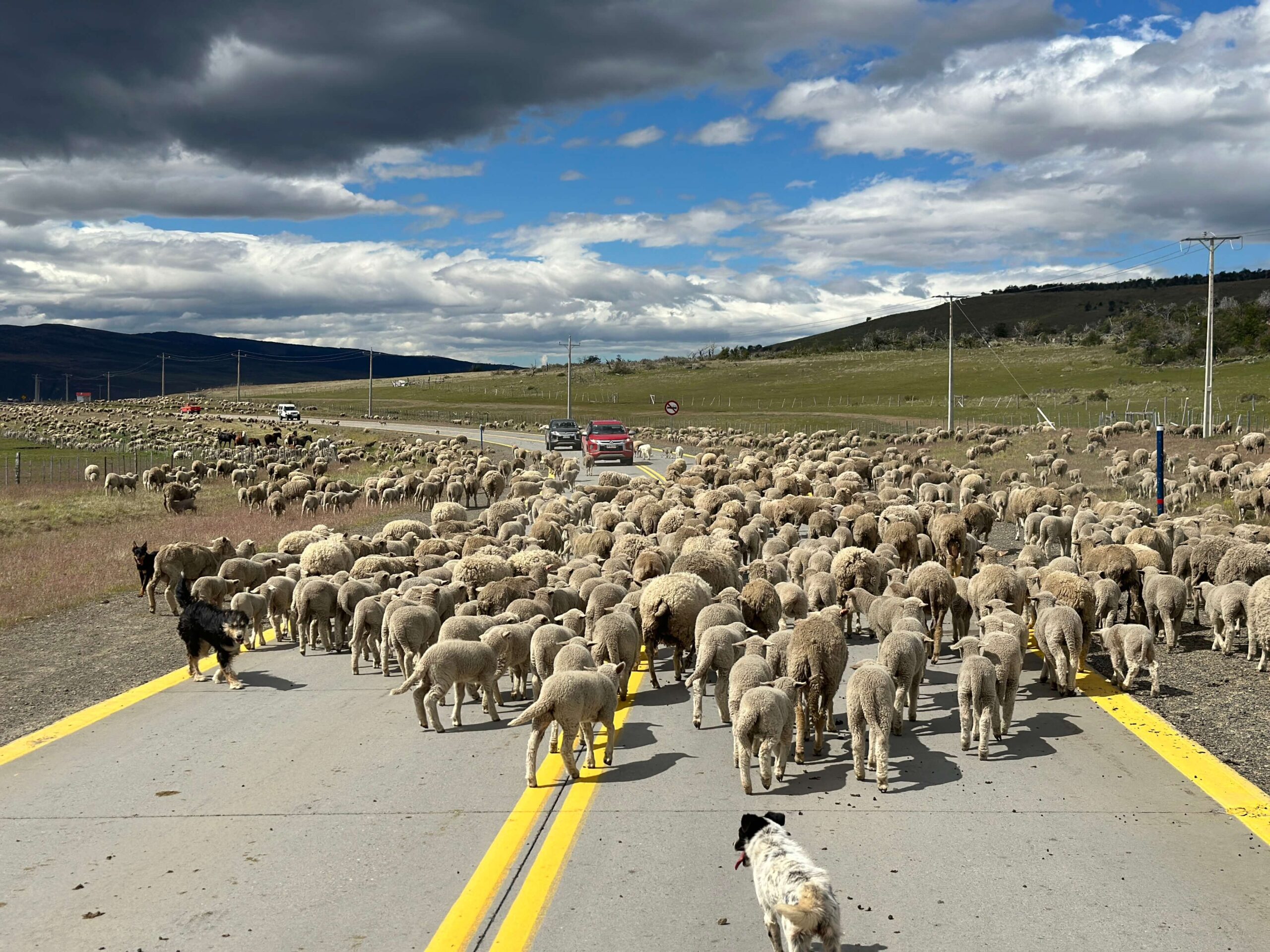 Sheep on the road to Torres del Paine, Patagonia