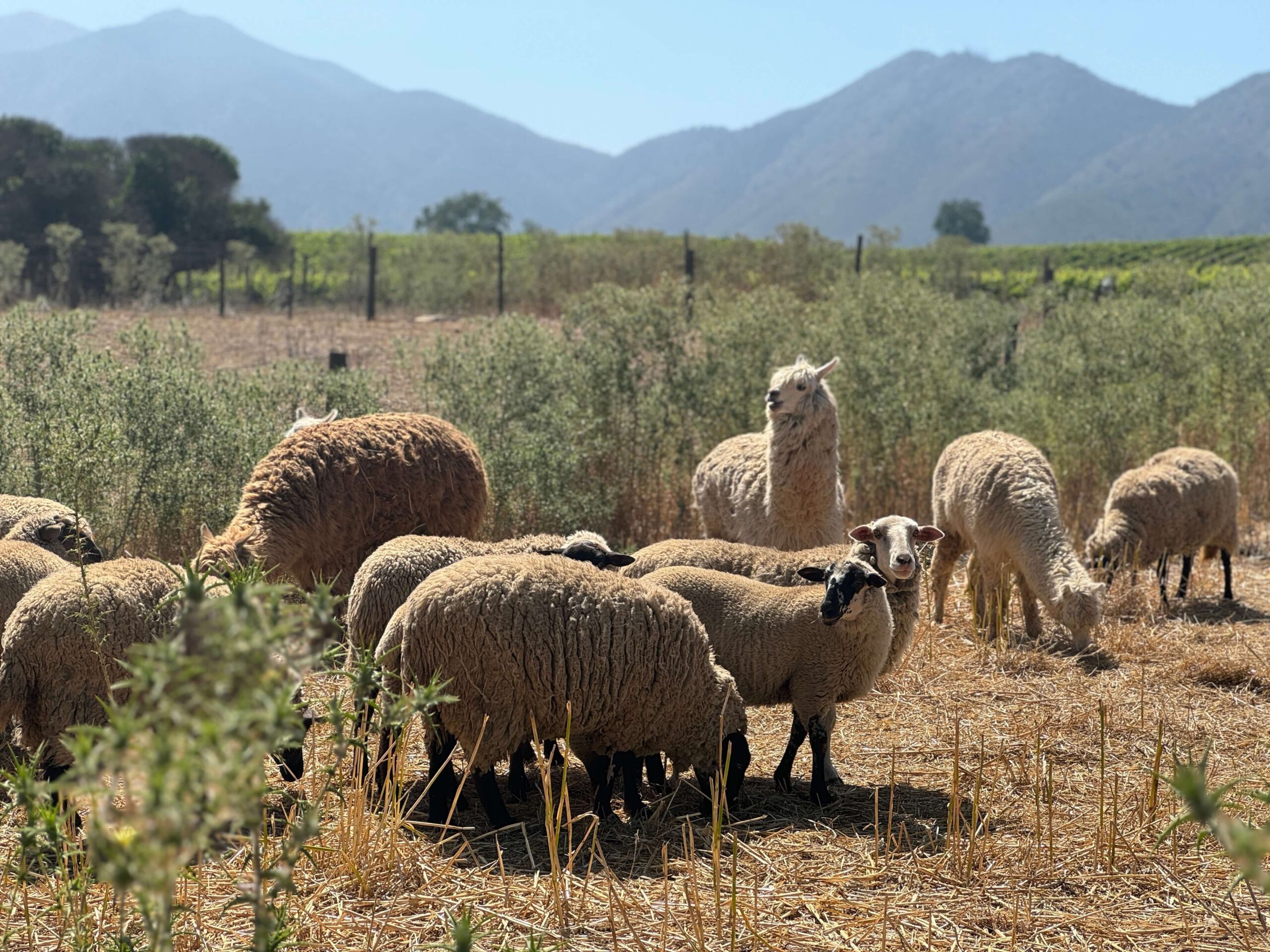 Sheep and Alpacas in the vineyard