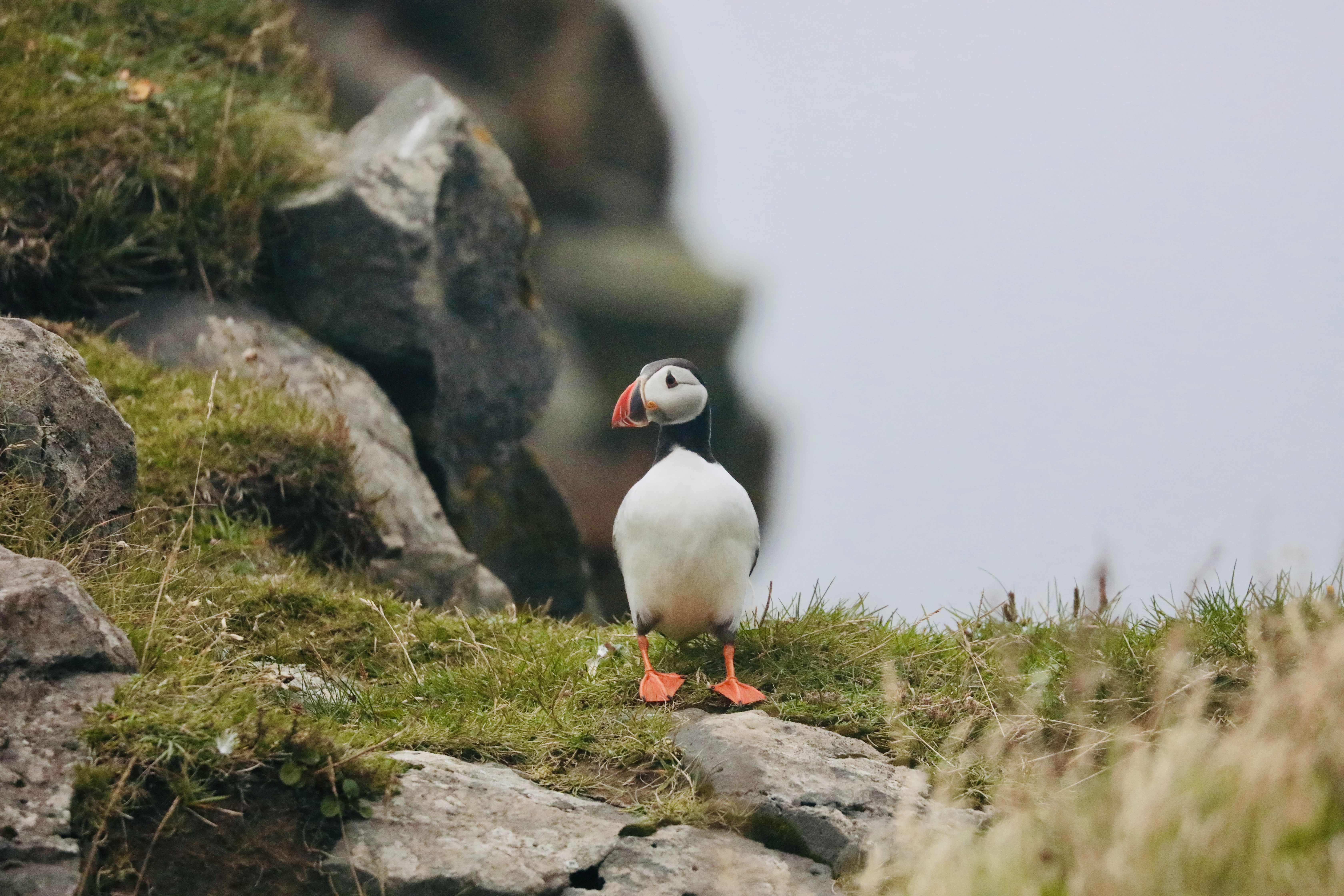 Puffins in Vik