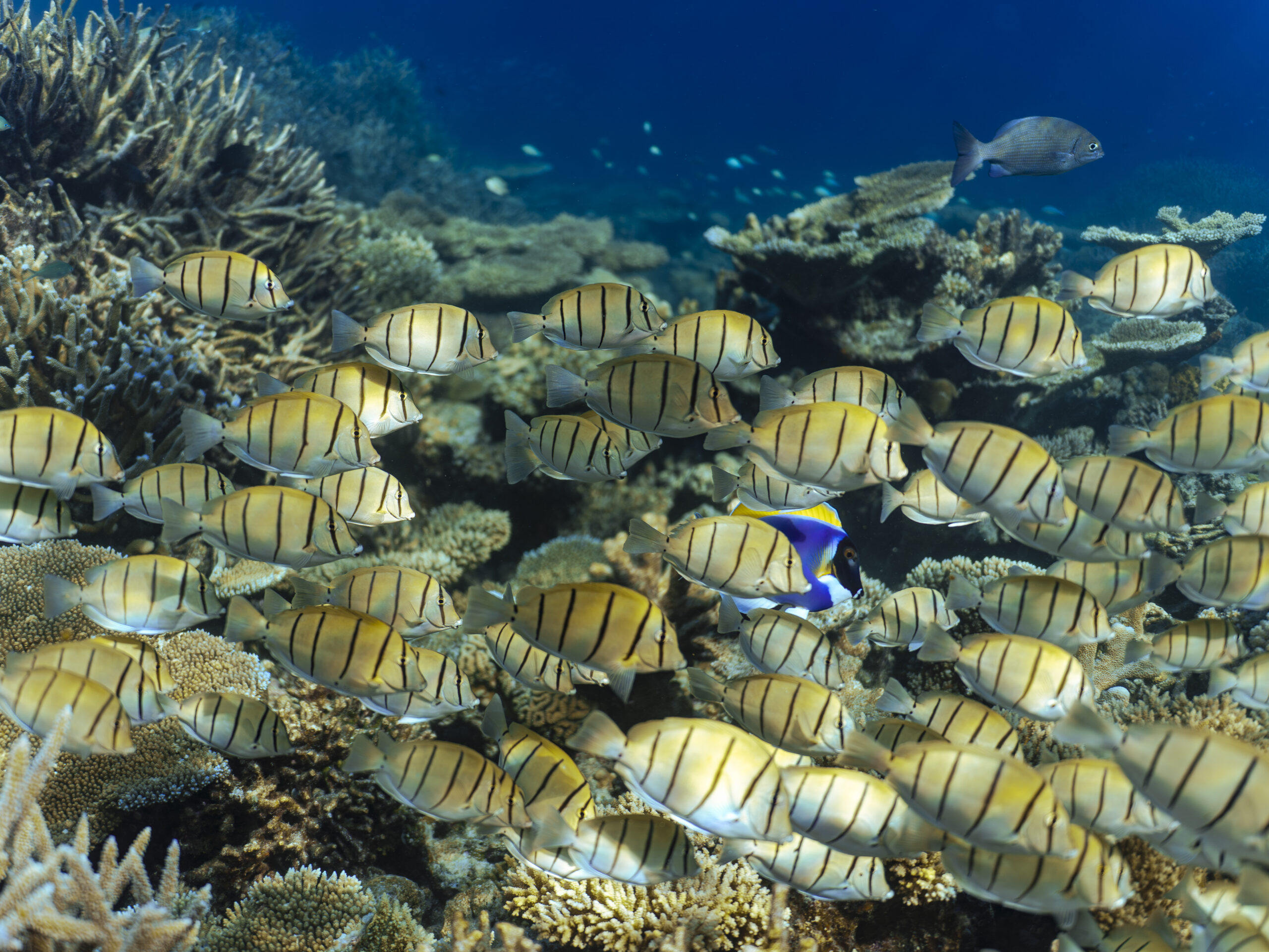 Marine Life in the Maldives