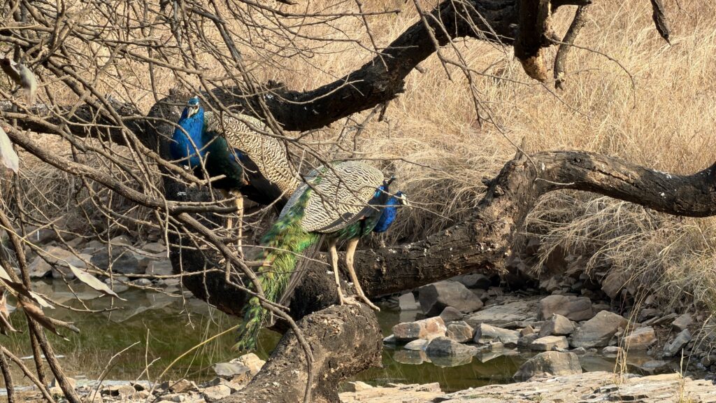 Peacocks and Peahens Ranthambore India