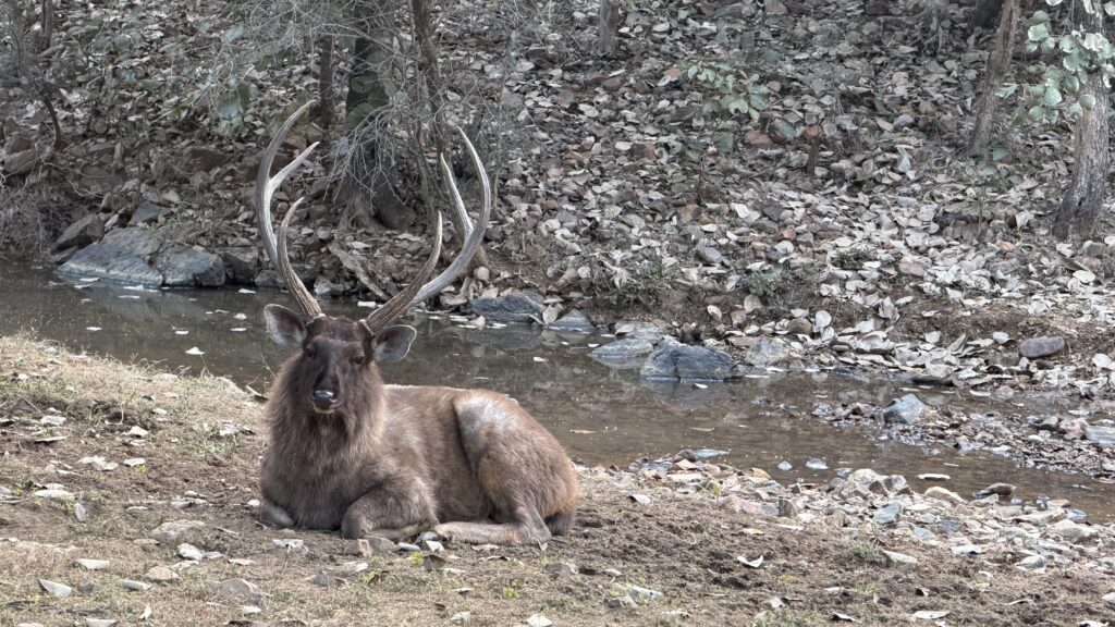 Sambal Dear Ranthambore