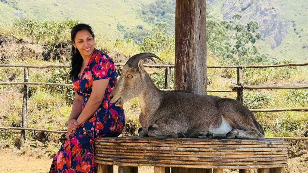 Nilgiri Tahr in Eravikulam National Park in Munnar