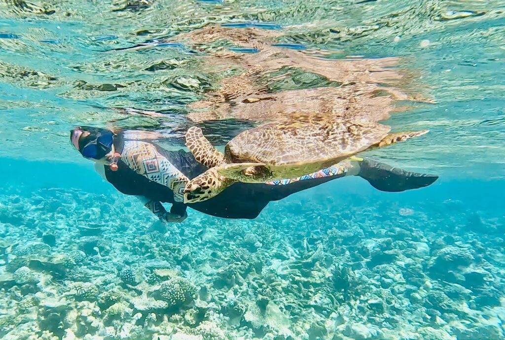 Turtles at The Halycon house Reef