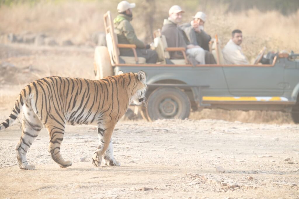 Jeep safari in Ranthambore National Park, India