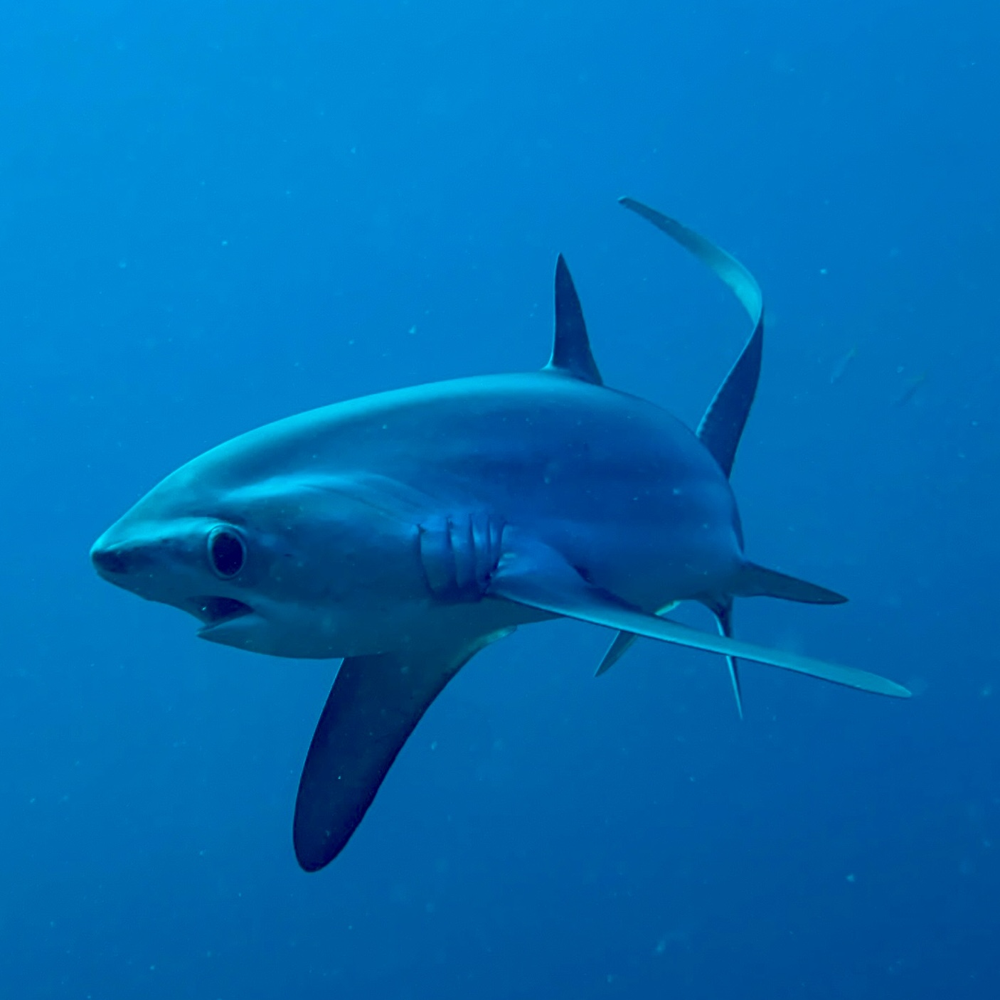 Thresher Shark in Malapascua