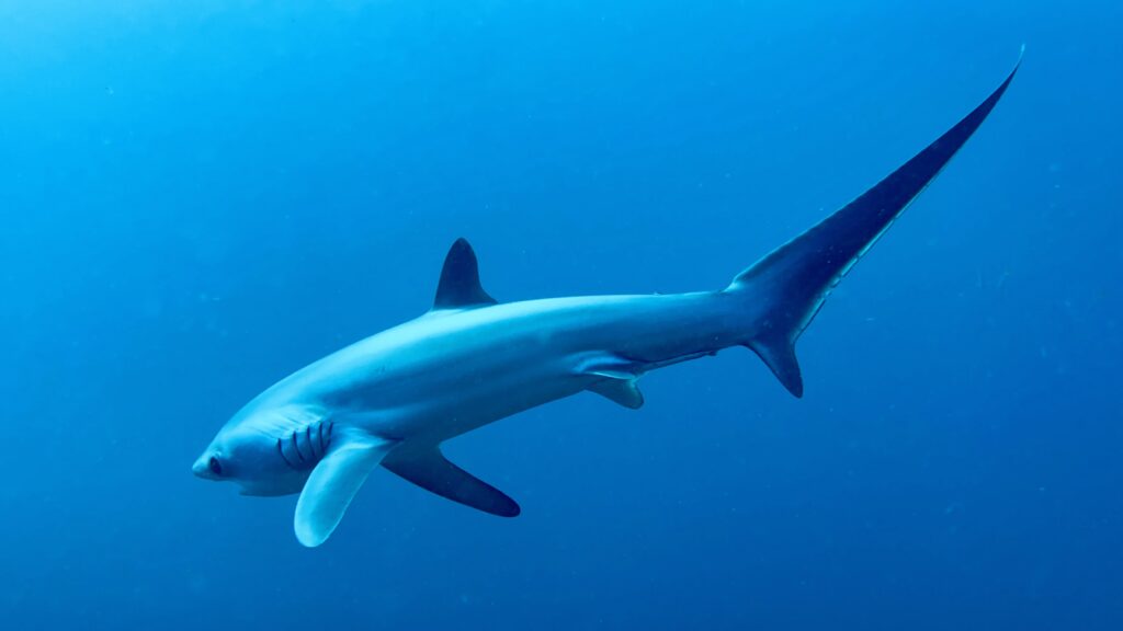 Thresher Sharks Malapascua