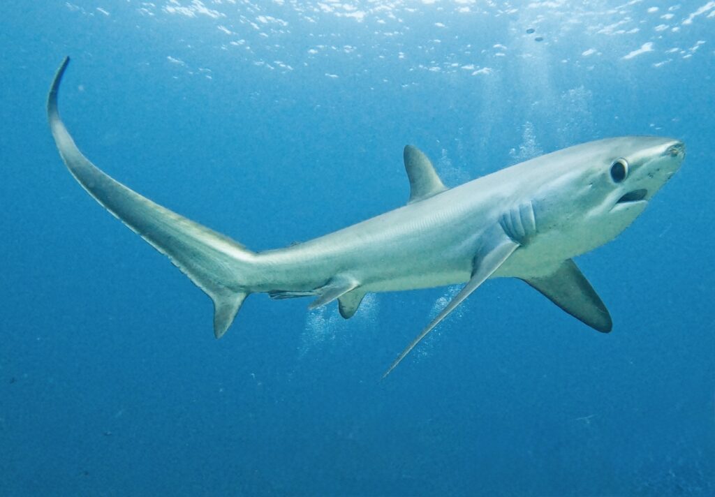 The Thresher Shark