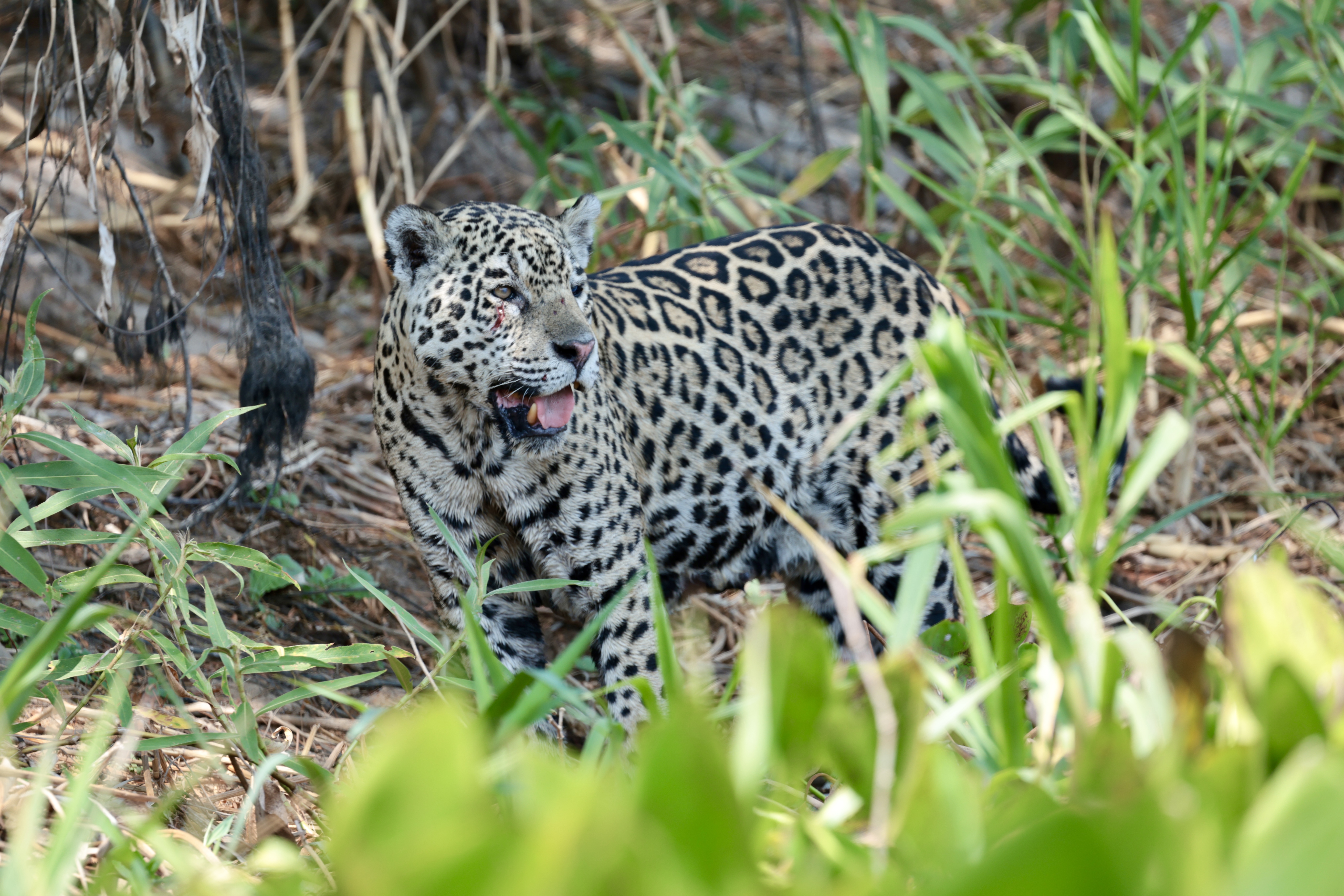 The Jaguar in Pantanal, Brazil