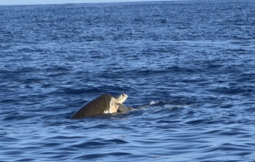 Turtle at the surface