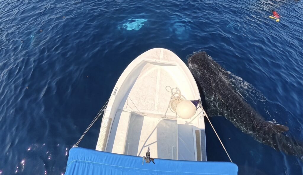 Whale sharks by the boat