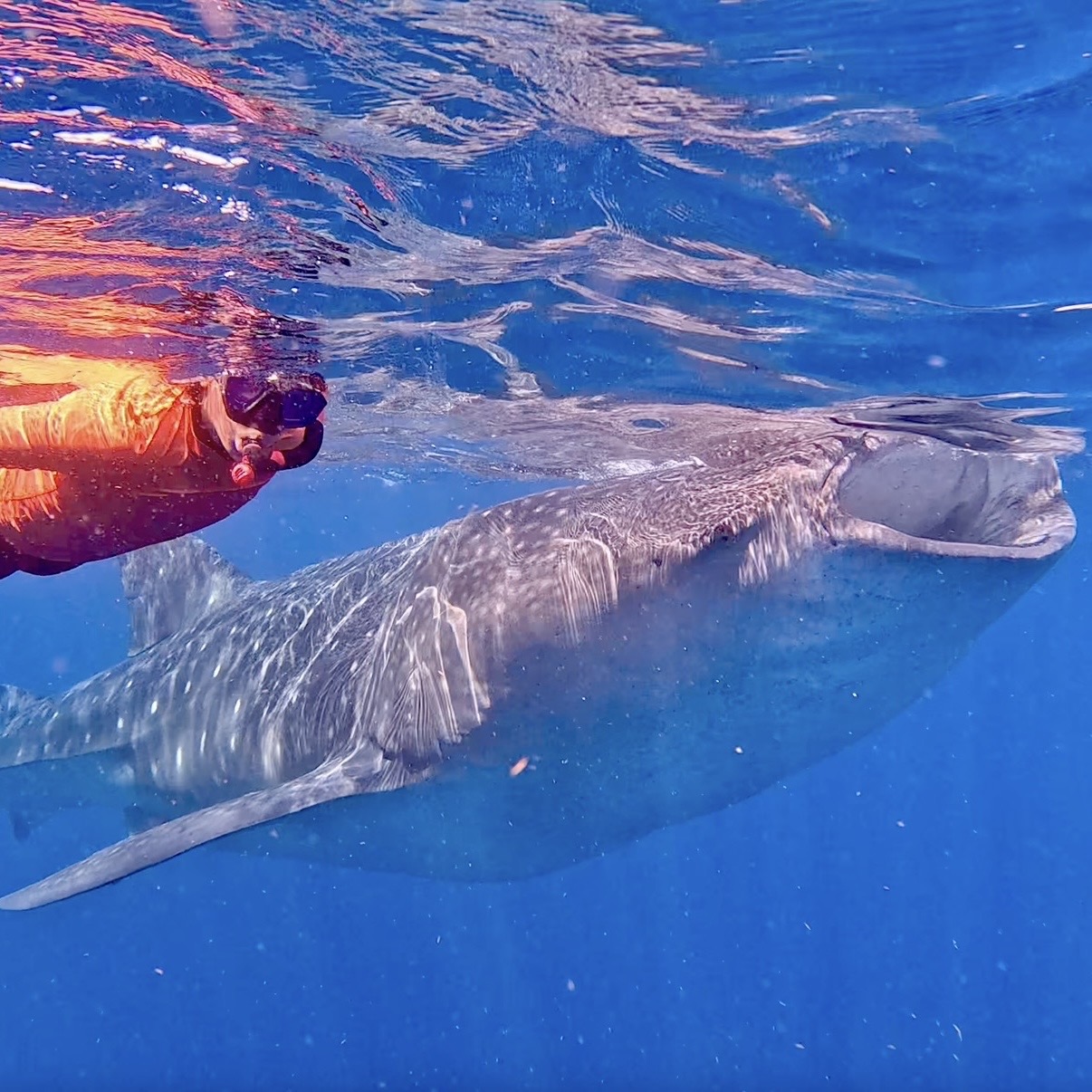 Isla Mujeres Whalesharks