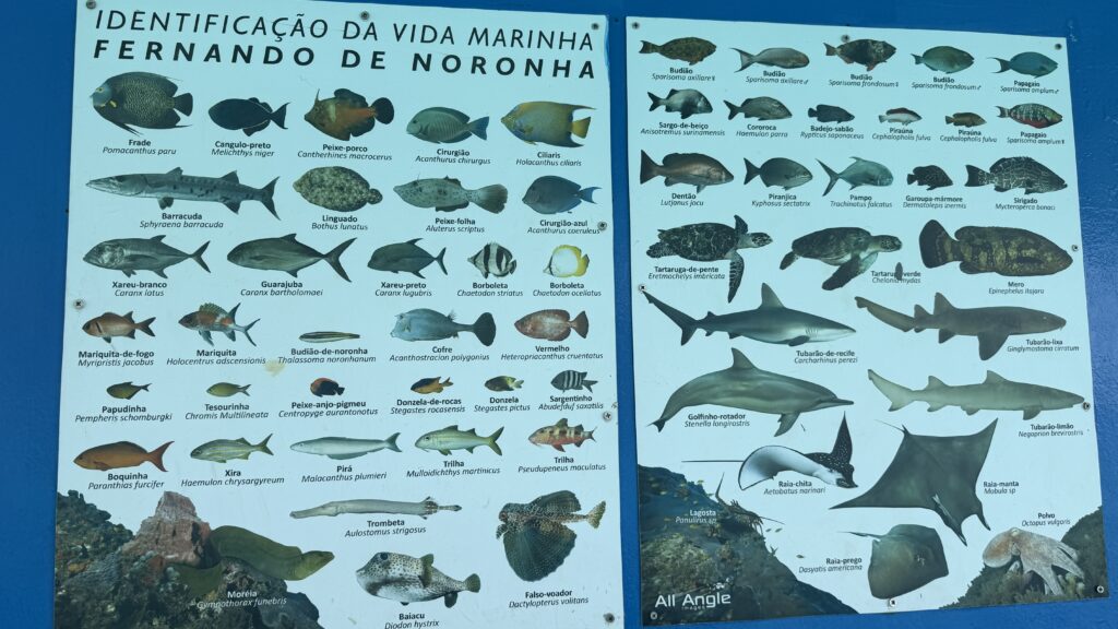 Fish in Fernando de Noronha