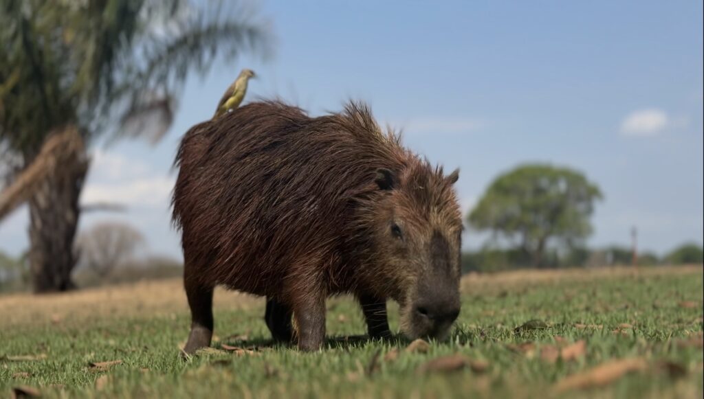 capybara in Pantanal
