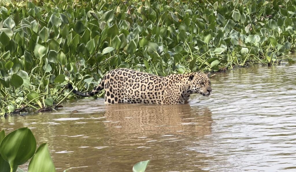 Swimming Jaguar Pantanal