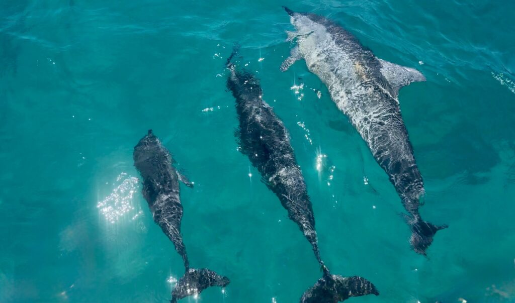 Dolphins Fernando de Noronha