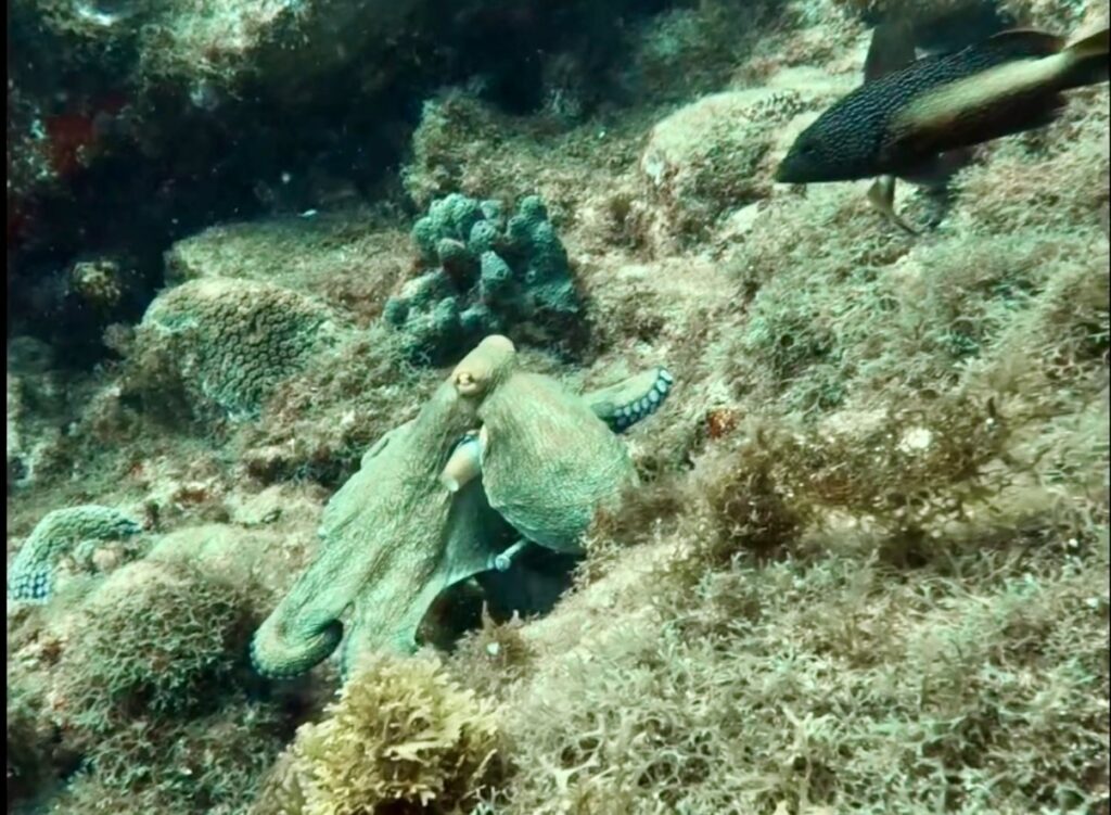 Octopus Fernando de Noronha
