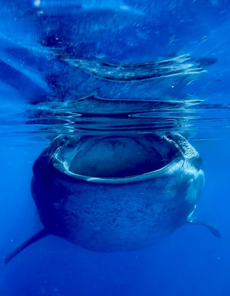 Whaleshark