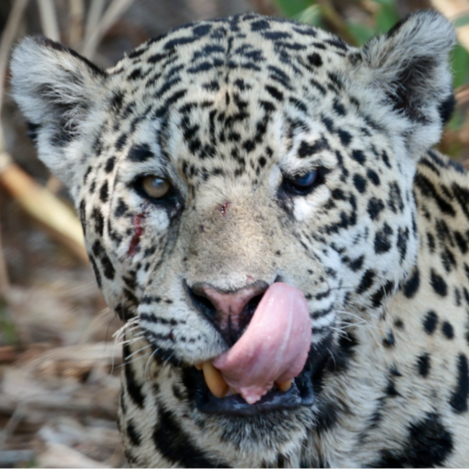 Pantanal Jaguars